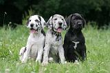 DOGUE ALLEMAND 394